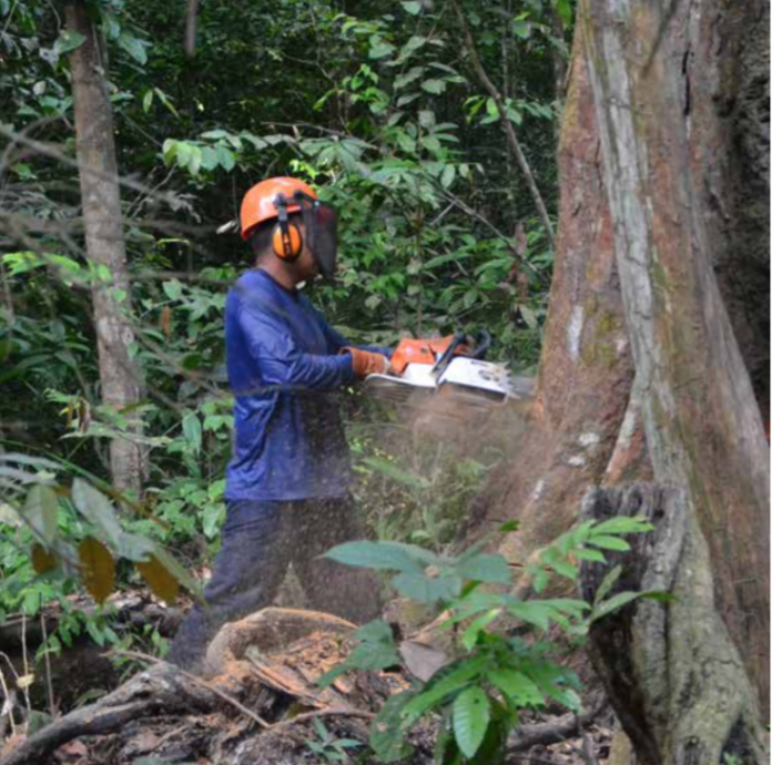 Bærekraftig skogbruk utenfor Belem: I delstaten Pará i Brasil driver det FSC-sertifiserte hogstfirmaet Cikel Madeiras Ltda bærekraftig skogbruk i regnskogen. Dette innebærer blant annet at minstediameter ved hogst er 50 cm, maksimal flatestørrelse er 25mx25m og at man forynger etter hogst. Foto Line Venn